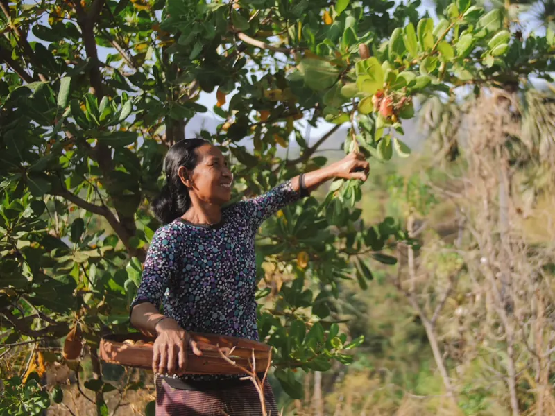 A woman picking cashew fruit from a tree in Muntigunung